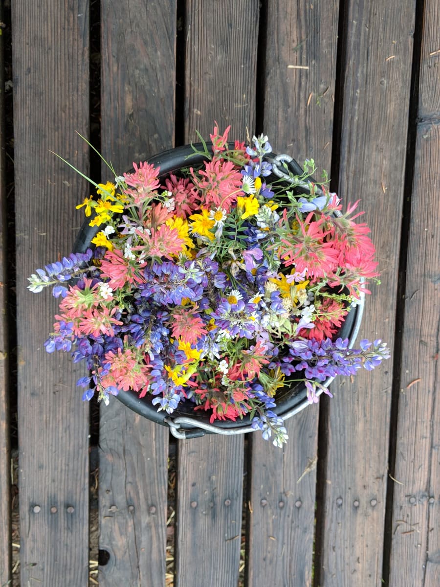 Wildflowers at the family homestead