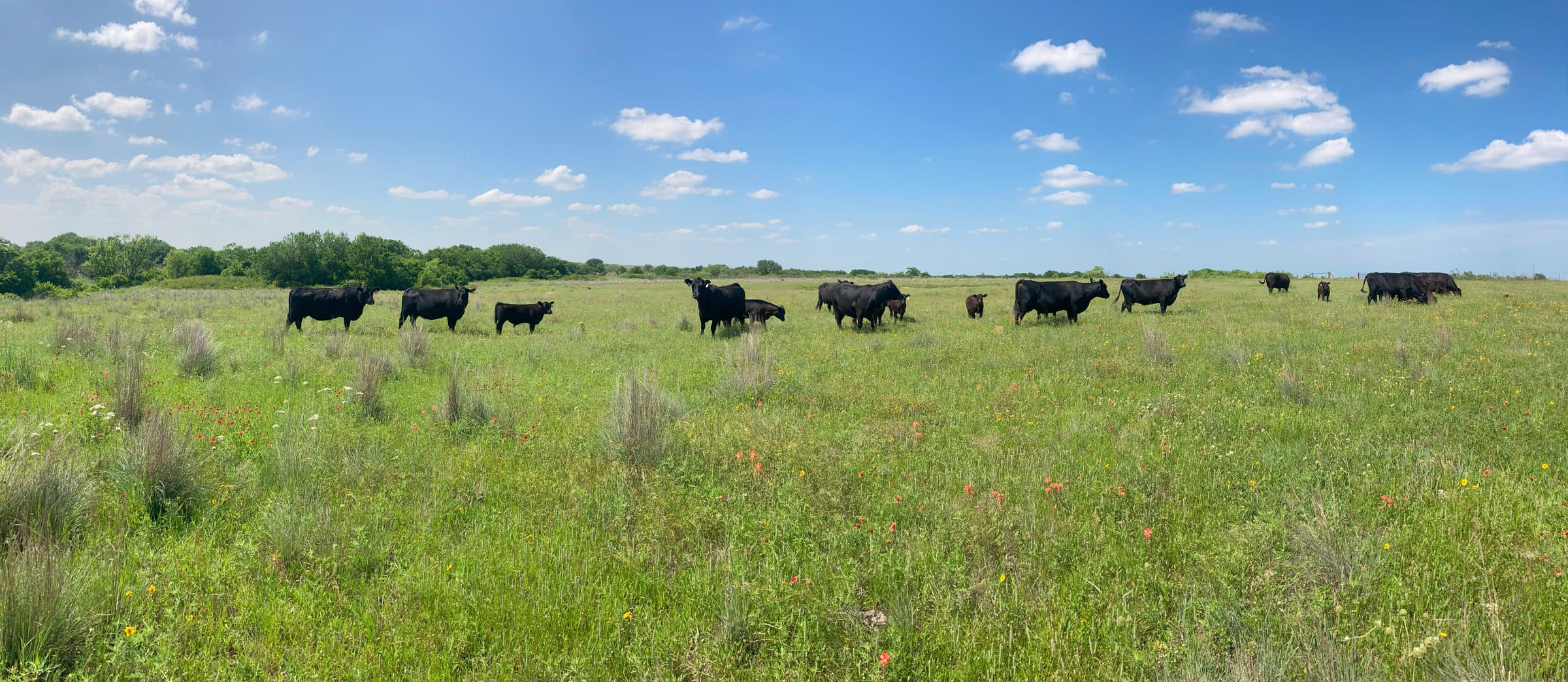 Black Angus cattle grazing on healthy, wildflower-rich rangeland under a wide blue sky